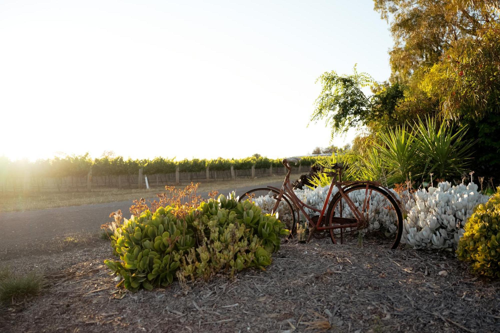 Bed In A Shed Vineyard Stay Watervale Εξωτερικό φωτογραφία